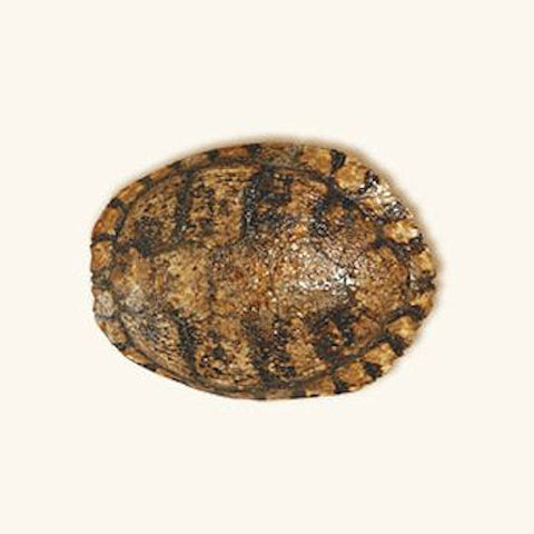 Turtle Shell - Medium