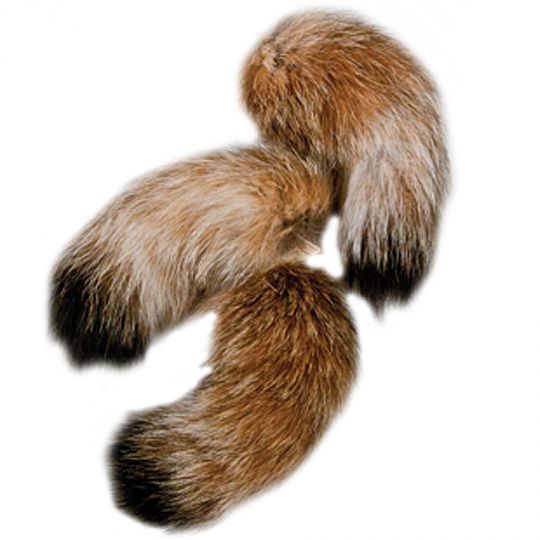 Lynx Tails