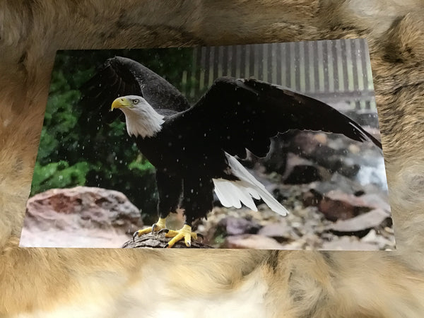 CPN Postcards (10 Count )