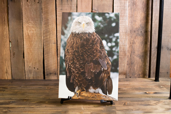 CPN Aviary Eagle Canvas Pictures