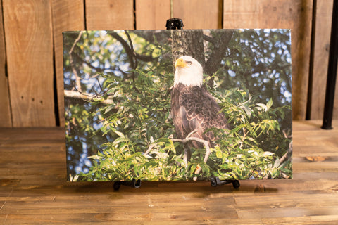 CPN Aviary Eagle Canvas Pictures