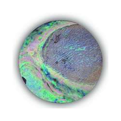 Abalone Shell Disc